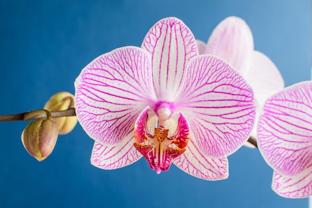 Foto un primer plano de una orquídea rosa