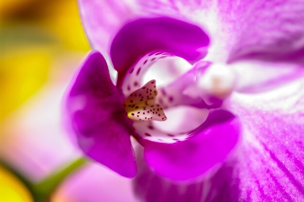 Foto un primer plano de una orquídea rosa