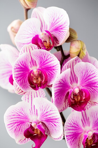 Primer plano de la orquídea rosa