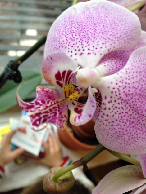 Foto primer plano de una orquídea rosada floreciendo al aire libre