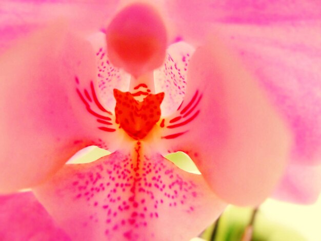 Foto un primer plano de una orquídea rosada floreciendo al aire libre