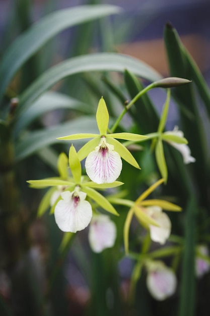 Un primer plano de las orquídeas blancas frescas que florecen al aire libre