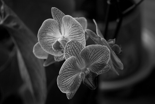 Foto un primer plano de las orquídeas en la planta