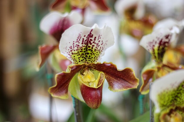 Un primer plano de las orquídeas en la planta