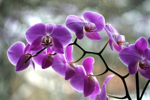Un primer plano de las orquídeas púrpuras que florecen al aire libre