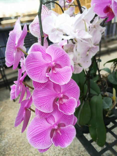 Foto un primer plano de las orquídeas rosadas