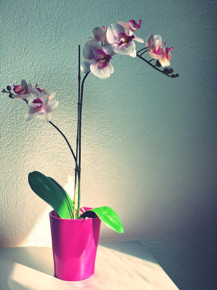 Foto un primer plano de orquídeas rosas en un jarrón