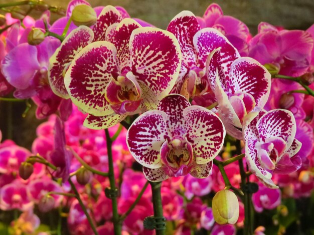 Un primer plano de las orquídeas rosas en la planta