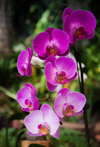 Foto un primer plano de las orquídeas rosas que florecen en el parque