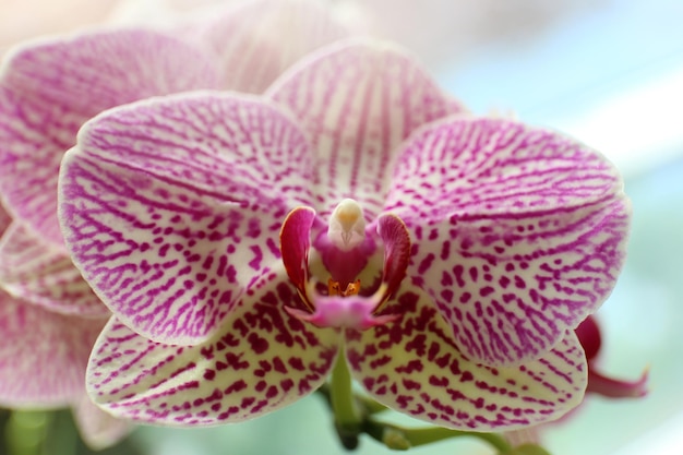 Foto un primer plano de las orquídeas rosas