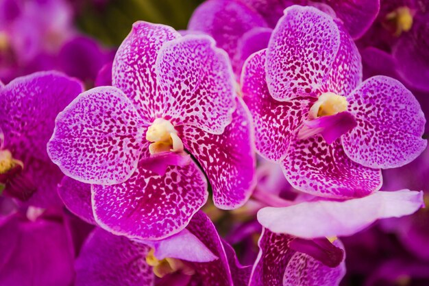 Foto un primer plano de las orquídeas rosas