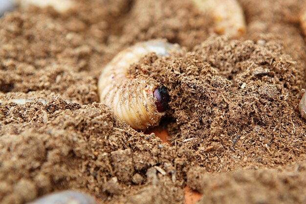 Foto primer plano de una oruga en la arena