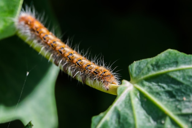 Primer plano de una oruga eggar de roble sobre plantas en un campo en Malta