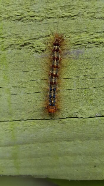 Foto primer plano de una oruga en madera cubierta de musgo