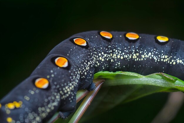 Primer plano de la oruga de la mariposa halcón Theretra oldenlandiae