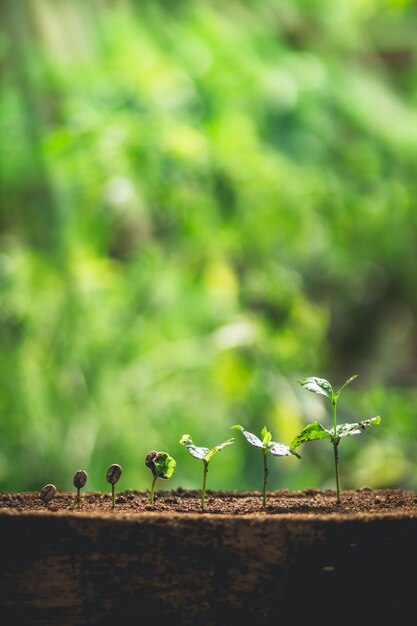 Primer plano de la oruga en la planta