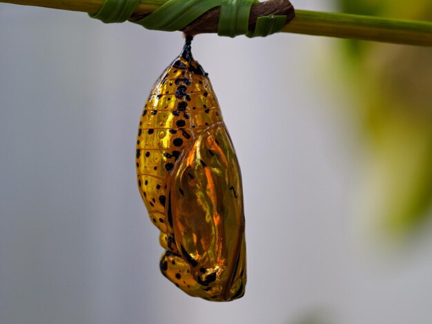 Foto primer plano de una oruga en una rama