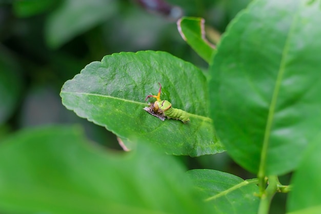 El primer plano de la oruga verde gorda está trepando por la hoja de limón verde