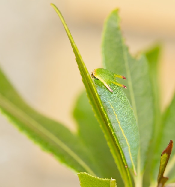 Primer plano de la oruga verde en la hoja