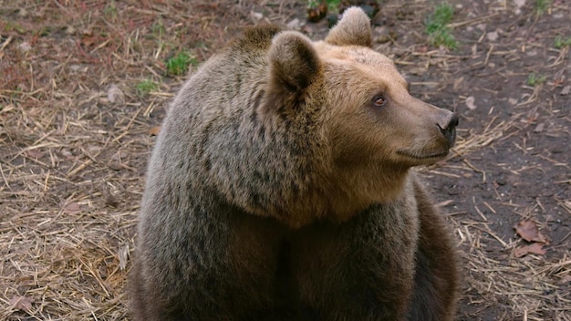 Primer plano de oso adulto