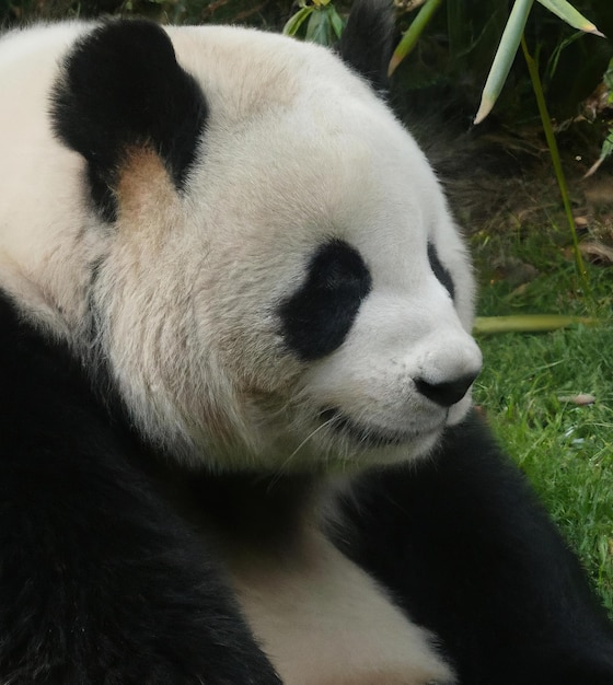 Primer plano de oso panda y bambú creado con tecnología de IA generativa