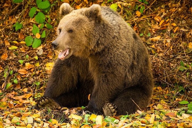 Foto primer plano de un oso salvaje en el bosque