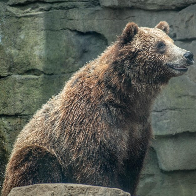 Foto primer plano de un oso en el zoológico