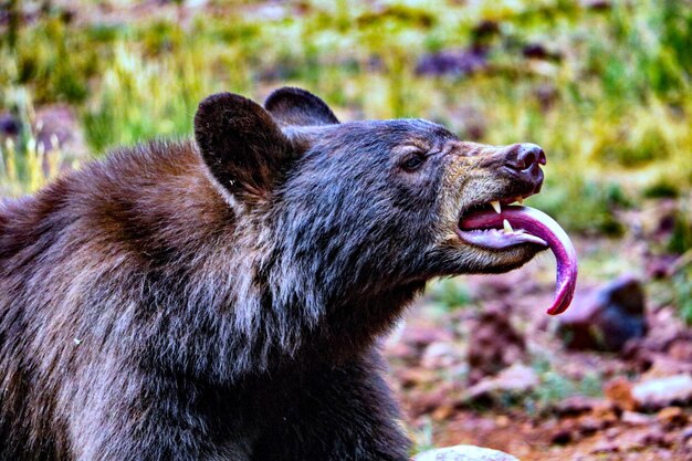 Foto un primer plano de un oso