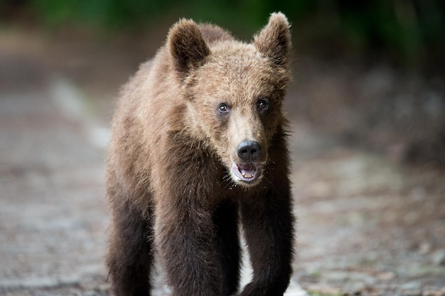 Primer plano del oso