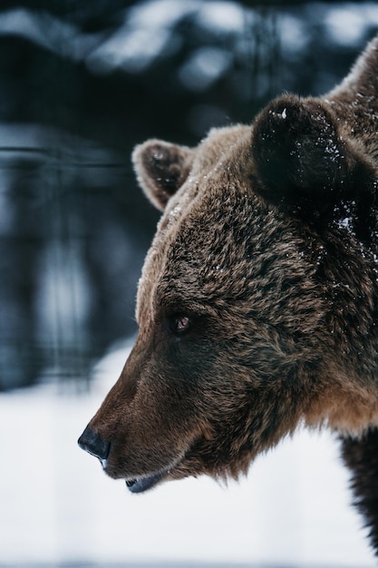 Foto un primer plano de un oso