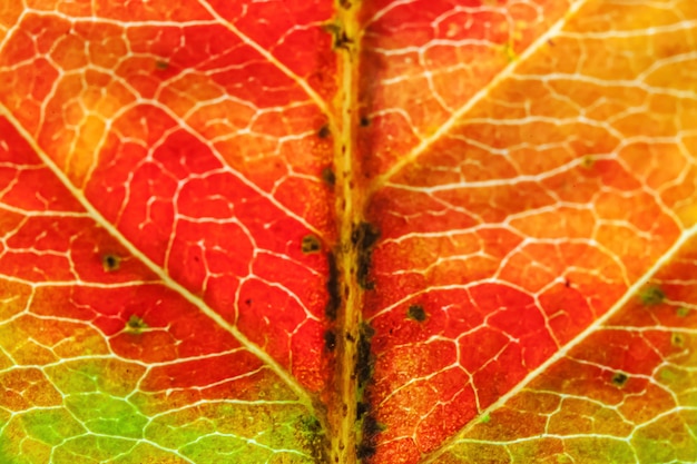 Primer plano de otoño caída extrema macro textura vista de rojo naranja verde hoja de madera hoja de árbol resplandor en el sol ...