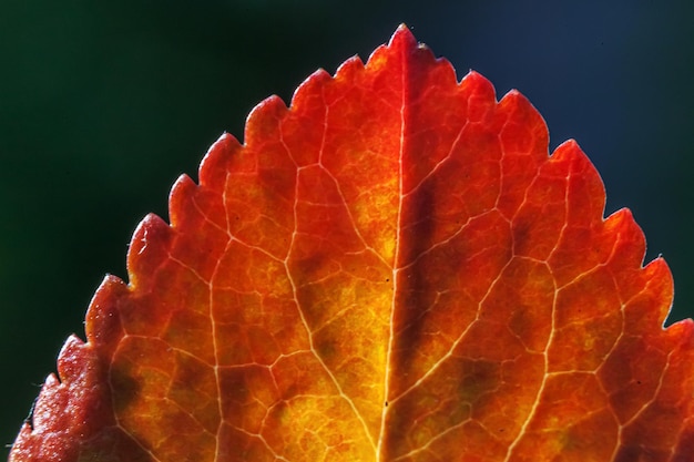 Primer plano otoño natural otoño macro vista de hoja naranja roja brillan en el sol sobre fondo verde borroso en jardín o parque Naturaleza inspiradora octubre o septiembre papel tapiz Cambio de concepto de estaciones