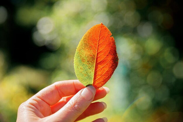 Primer plano otoño natural vista mujer manos sosteniendo hoja naranja roja sobre fondo oscuro del parque Naturaleza inspiradora octubre o septiembre papel tapiz Cambio de concepto de estaciones