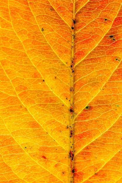 Primer plano otoño otoño extrema textura macro vista de hoja de madera naranja roja hoja de árbol resplandor en el fondo del sol Naturaleza inspiradora papel tapiz de octubre o septiembre Concepto de cambio de estaciones