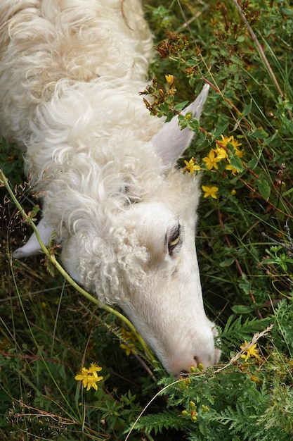 Primer plano de una oveja blanca pastando entre hierba alta y flores en un campo Una cara de oveja con ojos amarillos y lana suave