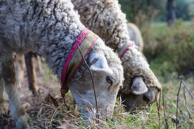 Foto primer plano de una oveja en el campo