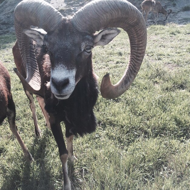 Primer plano de una oveja de cuernos grandes en un campo de hierba