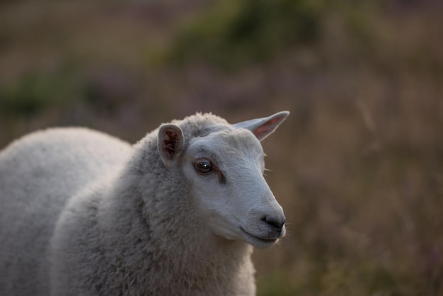 Primer plano de una oveja pastando en un prado de brezos al atardecer en una granja en el norte de Alemania Un cordero lanudo caminando y comiendo hierba en un campo o tierra de pastoreo Ganadería y agricultura de cordero de corral