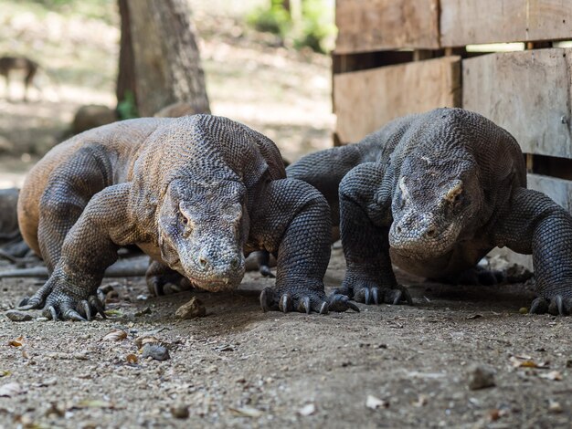 Foto primer plano de una oveja en el zoológico