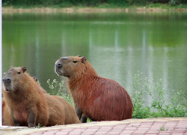 Foto primer plano de las ovejas en el lago