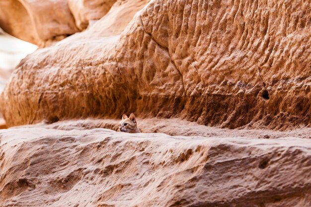 Foto primer plano de ovejas en una roca en una cueva