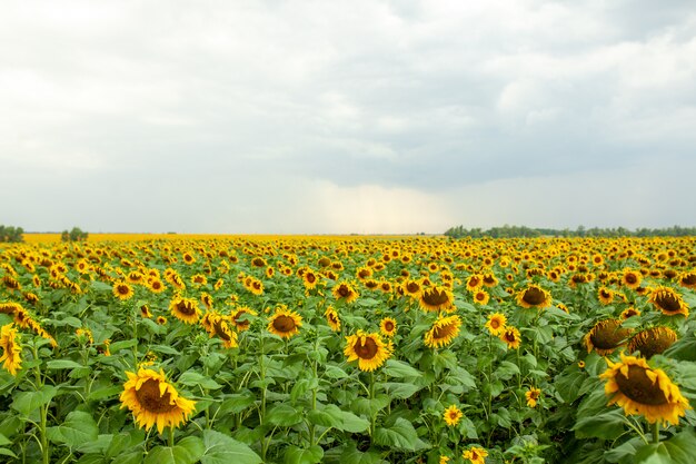 Primer plano de paisaje de campo de girasol en día soleado de verano