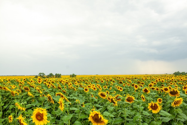 Primer plano de paisaje de campo de girasol en día soleado de verano