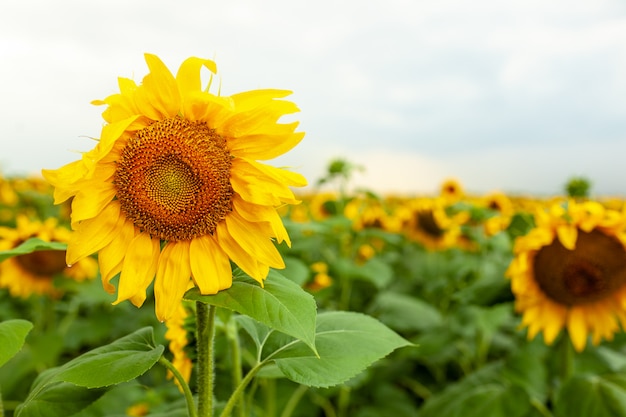 Primer plano de paisaje de campo de girasol en día soleado de verano