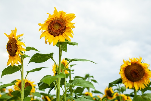 Primer plano de paisaje de campo de girasol en día soleado de verano