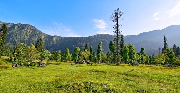 Primer plano de un paisaje con hierba verde fresca y montañas en el fondo