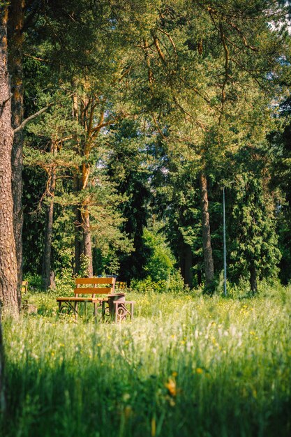 primer plano de un paisaje en un parque