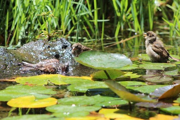 Foto un primer plano de un pájaro en el agua