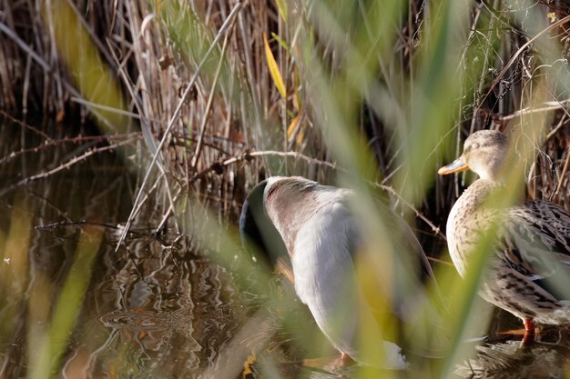 Foto primer plano de un pájaro en el agua