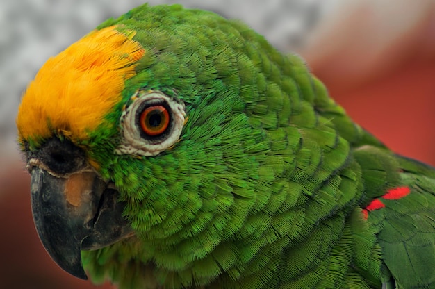 Primer plano del pájaro amazón de corona amarilla